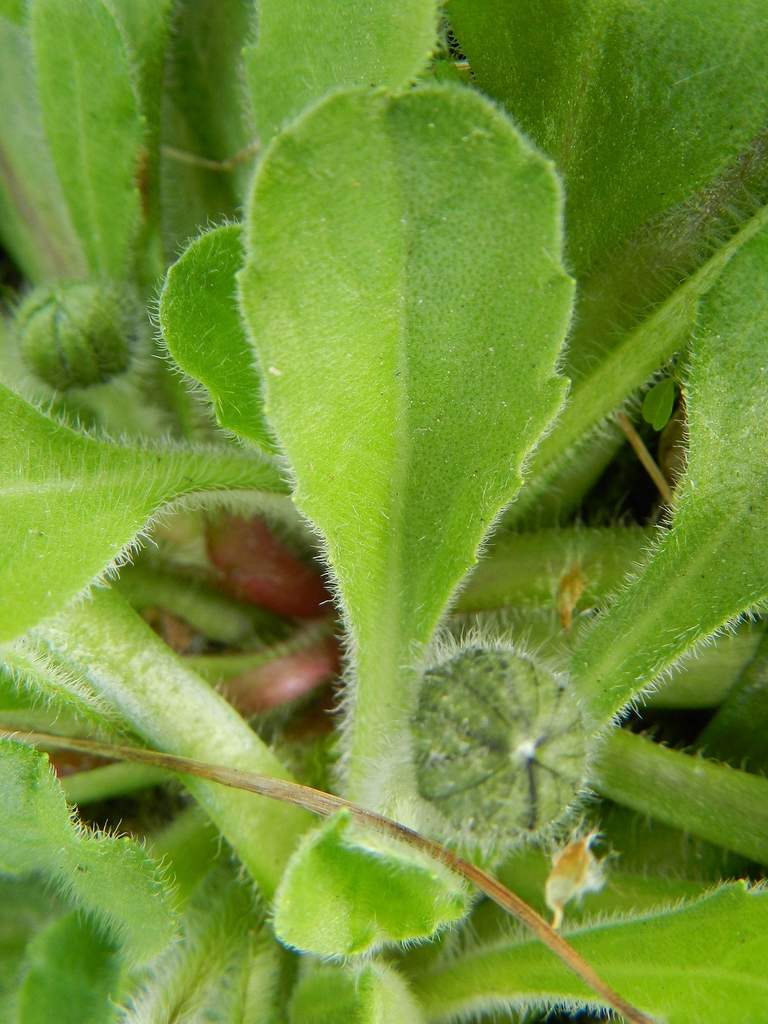 Bellis perennis